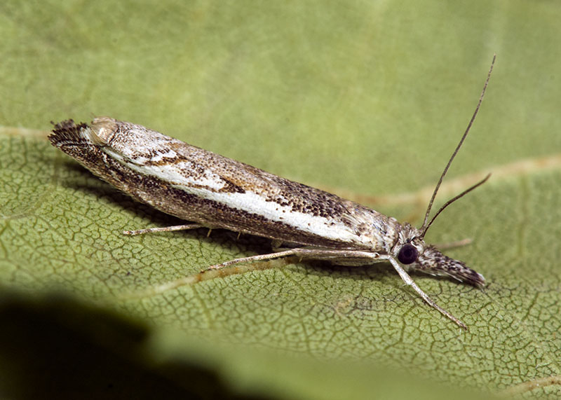 Platytes alpinella ? S